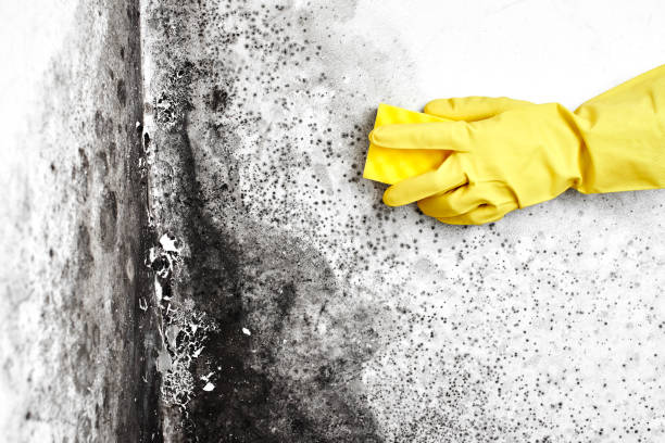 John Day, OR Mold Removal Company