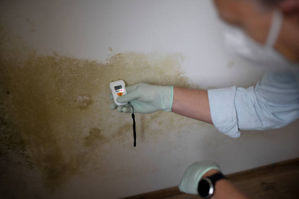Best Attic Mold Removal  in John Day, OR