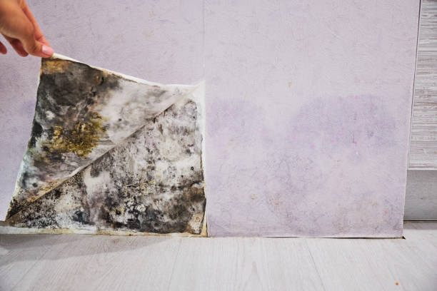 Best Mold Remediation  in John Day, OR